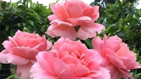 سورة الأعراف (ص - ١٥٦) الشيخ محمود علي البنا رحمه الله تعالى ...