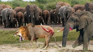 When Elephant Angry! Elephants Try Saving Stuck Rhino From Hungry Lions Attack - Lion Vs Rhino
