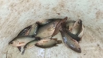 Câu Cá Rô Đồng Bằng Lưỡi Câu Nhỏ Dính Toàn Cá Rô Bầy Quá Trời Luôn Giật Lia Lịa Và Thành Quả.