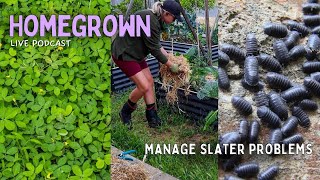 Cover Crops, Mulching & How to Grow with Slater/Woodlice/Pill Bugs in the Garden!!