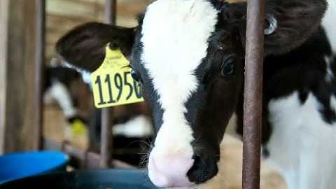 SNAP® BVD Test—New 20-Minute BVDV Diagnostic for Veterinarians