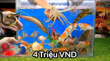Video tổng hợp cá cảnh đẹp, động vật dễ thương, ếch, bạch tuộc, cá koi, cá la hán, cá lau kiếng