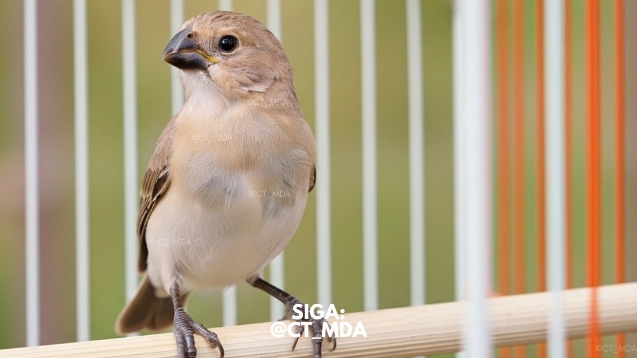 FÊMEA DE GOLINHA CHAMANDO | Esquente Seu Golinha AGORA!!!