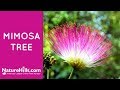 Mimosa Tree | NatureHills.com