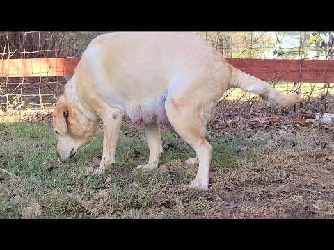 Signs Of Dog Getting Ready To Go Into Labor | Birth Of Puppies