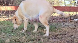 Signs Of Dog Getting Ready To Go Into Labor | Birth Of Puppies