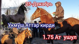 Бүгүн Ноокат ЖЫЛКЫ Базарга  Укмуш Аттар кирди 1.75 см