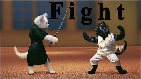 Video 11879191: best funny cats compilation