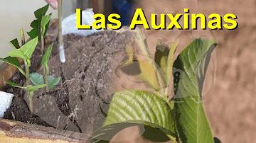 ¿Qué hacen la auxina