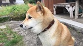 マムシに噛まれた犬集 Youtube