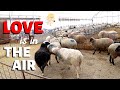 LOVE IS IN THE AIR.  (how sheep get pregnant) Vlog 224