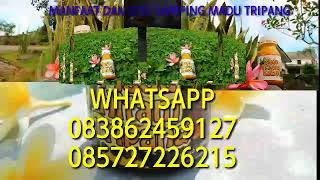 Madu Hitam Tripang Manfaat Dan Efek Samping Pemakaianya