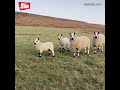 Sheep dog chased by sheep