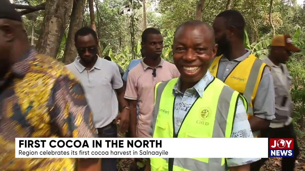 First cocoa harvest in the Northern Region.