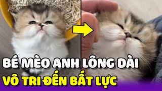 Bé MÈO ANH LÔNG DÀI có những hành động VÔ TRI khiến gia chủ BẤT LỰC😂 | Yêu Lu Official