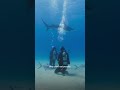 Understanding Atlas and Hammerhead Sharks