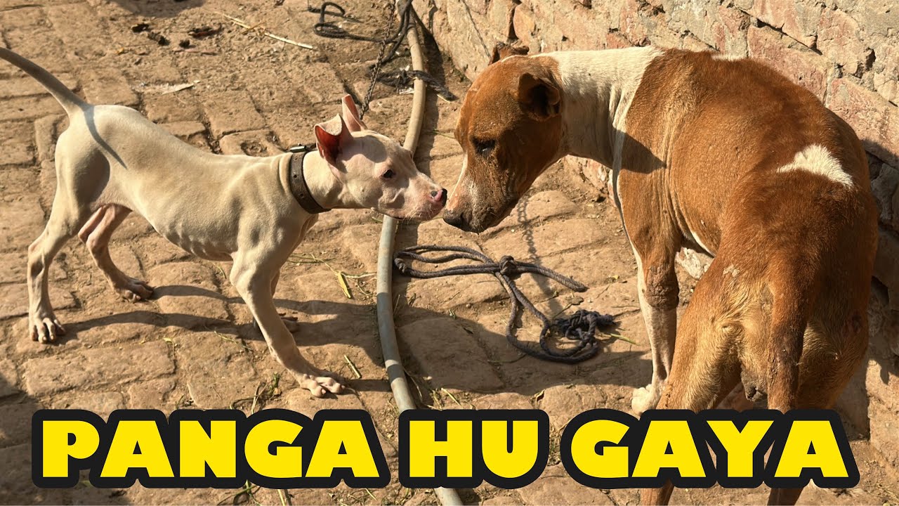 Simba ka Moto Kay Sath panga hu Gaya 😜