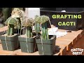 Propagating crested #Stenocactus by grafting to Mytrillocactus
