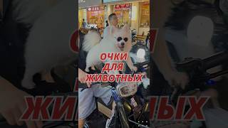 Сделай своего питомца самым стильным на районе! #китай #таобао #каргокитай #алиэкспресс #1688