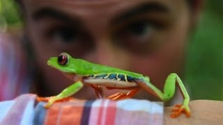 Suivez la Grenouille : Comment NE PAS sauver la Forêt Tropicale !