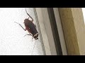生き物YouTuberの家で放し飼いされたゴキブリはこうなる