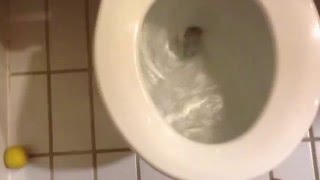 Goodbye Gabe The Fish