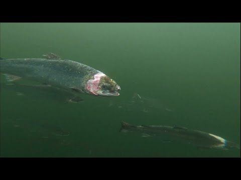 Industrial salmon farming: Scotland&rsquo;s sea lice problem • FRANCE 24 English
