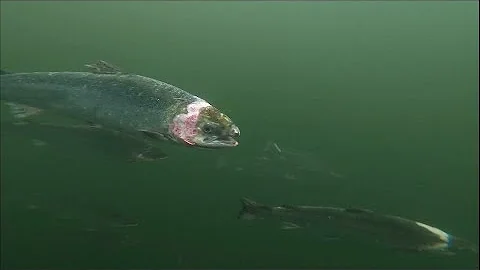 Industrial salmon farming: Scotland's sea lice problem • FRANCE 24 English - DayDayNews