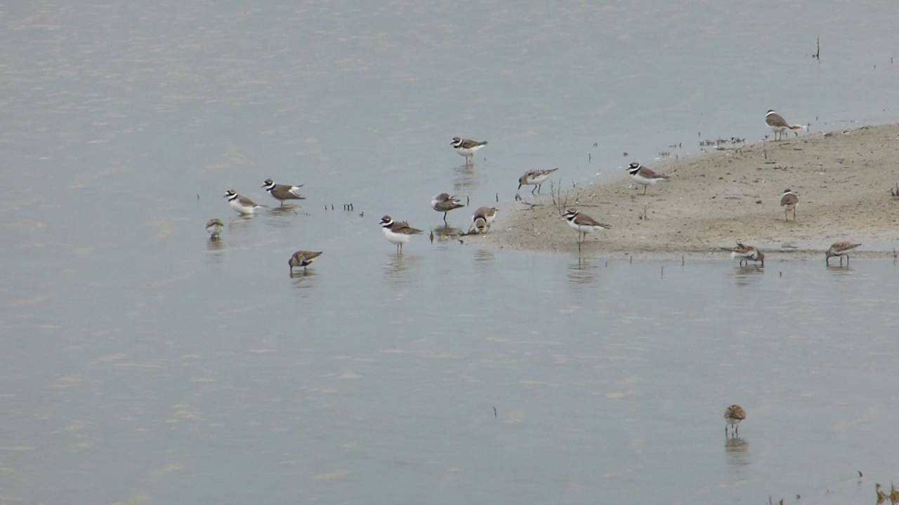 Waderfest!, RSPB Cliffe pools