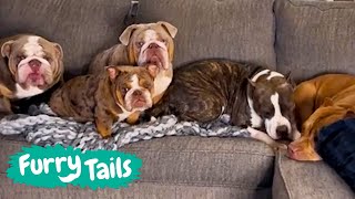 Mother Of 5 Bulldogs 🐶 | Furry Tails