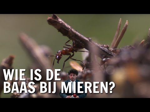 Video: Waarom Zijn Rode Mieren Schadelijk?