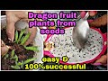 డ్రాగన్ ఫ్రూట్ కాయ నుండి మొక్కలు పెంచవచ్చు/Dragon fruit plants from fresh fruit #Dragonfruit  #seeds