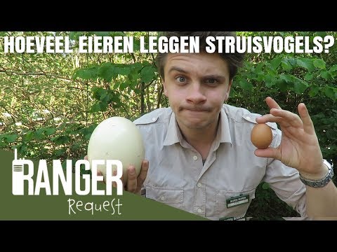 Video: Welke Vogel Legt De Grootste Eieren?