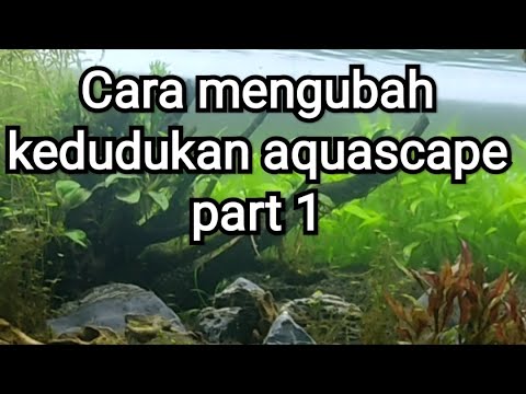 Video: Cara Mengeluarkan Kedudukan