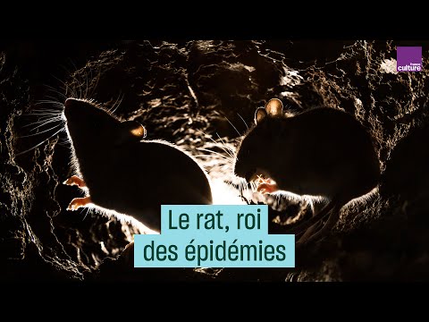 Vidéo: L'hydrocéphalie Chronique Induite Par Le Kaolin Accélère Le Dépôt Amyloïde Et Les Maladies Vasculaires Chez Les Rats Transgéniques Exprimant Des Niveaux élevés D'APP Huma