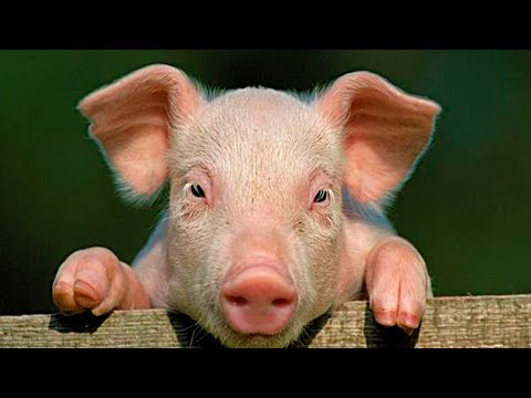 Можно ли человеческие органы заменить свиными?