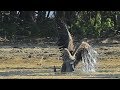 Seeadler schlägt Graugans 2   Eagle hunts Goose 2