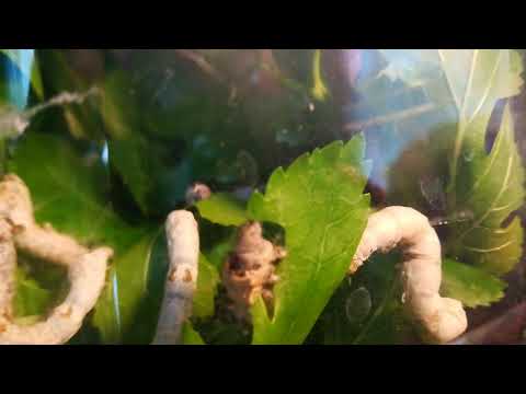 Videó: Eszik a selyemhernyó a leveleket?
