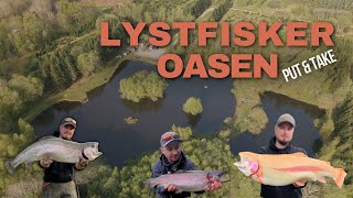 Lystfisker Oasen Put and Take - Guldørred på 4,6kg fanget af Rasmus "Westin"
