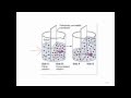 Human Anatomy & Physiology I Review of Chapters 1,3,4 & 5