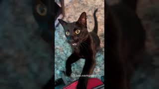 Work Interruptions with Crypto Katla 🐈‍⬛