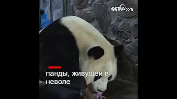 В Чэнду появилось на свет первое в этом году потомство большой панды, живущей в неволе