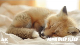 Baby Animals - Finding Peace in Nature's Embrace #3 by ASMR Deep Sleep 504 views 6 days ago 12 hours