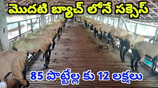 యువ రైతు 85 పొట్టేళ్ల పెంపకం మొదటి బ్యాచ్ లోనే 12 లక్షల ఆదాయం!! Sheep farming in Telugu ALIKHANKRK