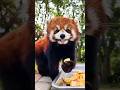 Things a Red Panda Won't Tell You 🐼😱 | #redpanda #animals