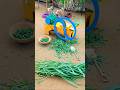 top Mini Chaff Cutter Machine Project With Diesel Engine For Cow tractor #shorts #youtubeshorts