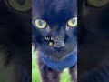 💔#petloss #petlossgrief #blackcat #diabetes 😡#loss #catshorts #bestie #catsofyoutube #bestboy #cat