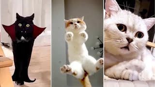 Funny Cat, Dog &amp; Animal Videos | Funny Pets Compilation - 20