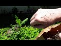 Lactuca seeds found inspiration courtesy of homestead aquarius