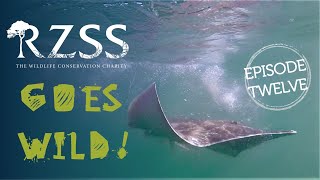#RZSSGoesWild Episode 12: Diving deep to save skates